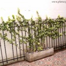 Hedera helix-Hiedra común