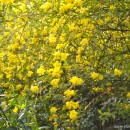 Jasminum mesnyi-Jazmín de primavera-Jazmín amarillo.