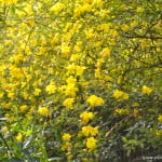 Jasminum mesnyi ramas colgantes florecidas.