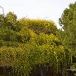 Jasminun mesnyi-Jazmin amarillo con efecto de cascada en terrazas de diferentes niveles.