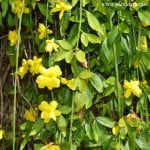 Jasminum mesnyi, detalle de flor, ramas colgantes & follaje.