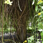 Jasminum mesnyi detalle de tallos leñosos, de una especie adulta.