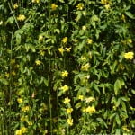 Jasminum mesnyi  ramas colgantes y flores semidobles amarillas.