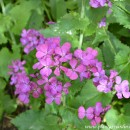 Lunaria annua-Monedas del Papa-Planta o Hierba de la plata