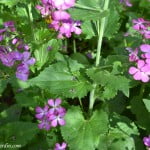 Lunaria annua, detalle del follaje.