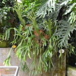 Platycerium bifurcatum, cultivado en invernadero.