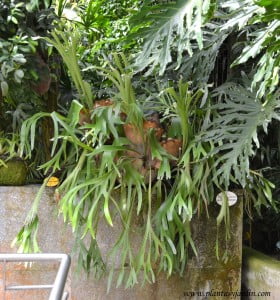 Platycerium bifurcatum, cultivado en invernadero.