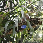 Platycerium bifurcum de crecimiento epífito sobre la rama de un árbol.