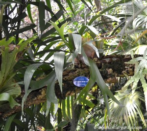 Platycerium bifurcum de crecimiento epífito sobre la rama de un árbol.