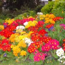 Plantines de temporada, Anuales-Bianuales