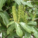 Prunus laurocerasus-Laurel cerezo-Laurocerasus