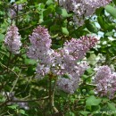 Syringa vulgaris-Lilo-Lila común