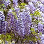Wisteria sinensis-Glicina, detalle de flores en largos racimos.