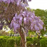 Wisteria sinensis-Glicina, detalle de sus vigorosos tallos leñosos.