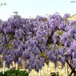 Wisteria sinensis-Glicina, florecida a comienzos de la primavera.
