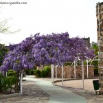 Wisteria sinensis-Glicina, sobre un pérgola.