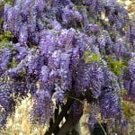 Wisteria sinensis-Wisteria-Glicina.