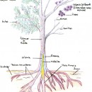 La Morfología del Árbol