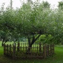 El árbol de Newton se tambalea