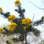 Adenocarpus decorticans, detalle flor.