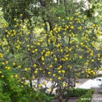 Adenocarpus decorticans florecido a comienzos de la primavera.
