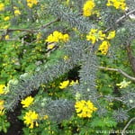 Adenocarpus decortincas, follaje & flores.