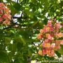 Aesculus x carnea-Castaño de indias rojo-Castaño de flor rosa