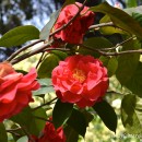 Camellia, Camelias