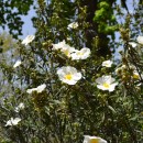 Cistus ladanifer-Jara