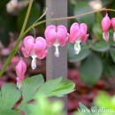 Dicentra spectabilis-Corazón de virgen-Corazón sangrante-Fumaria