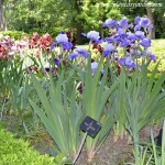 Iris "Proud tradition" Iridáceas. Iris "Proud tradition" Iridáceas.