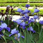 Iris "Proud tradition" florecido en primavera. Iris "Proud tradition" florecido en primavera.