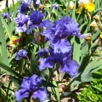 Iris "Tour de France" detalle flores. Iris "Tour de France" detalle flores.