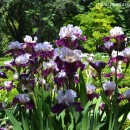Iris-Lirios