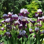 Iris "Wish Upon A Star" florecido en plena primavera. Iris "Wish Upon A Star" florecido en plena primavera.