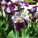 Iris "Wish Upon a Star" detalle flor. Iris "Wish Upon a Star" detalle flor.