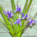 Iris bouquet floral con Sauce eléctrico. Iris bouquet floral con Sauce eléctrico.