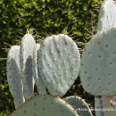 Opuntia robusta-Chumbera