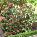 Pieris formosa “Wakehurst”