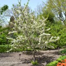 Prunus avium-Cerezo común