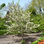 Prunus avium- Cerezo "Guindo" florecido a comienzos de la primavera.