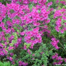 Rhododendron, Azaleas-Rododendros