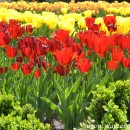 Tulipanes