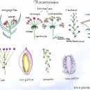 Inflorescencias