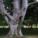 El árbol del miedo….es inglés