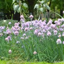 Allium schoenoprasum-Cebollino francés-Ciboulette