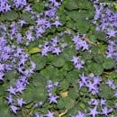 Campanula garganica-Campanilla-Farolillo-Campánula