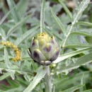 Cynara scolymus-Alcachoforea-Alcaucil