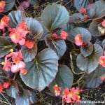 Begonia semperflorens-Flor de azucar detalle follaje