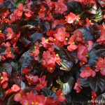Begonia semperflorens-Flor de azúcar florecida en plena primavera